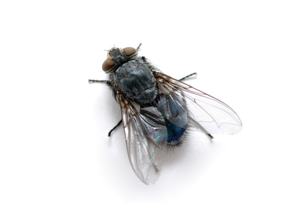 Синяя мясная муха фото